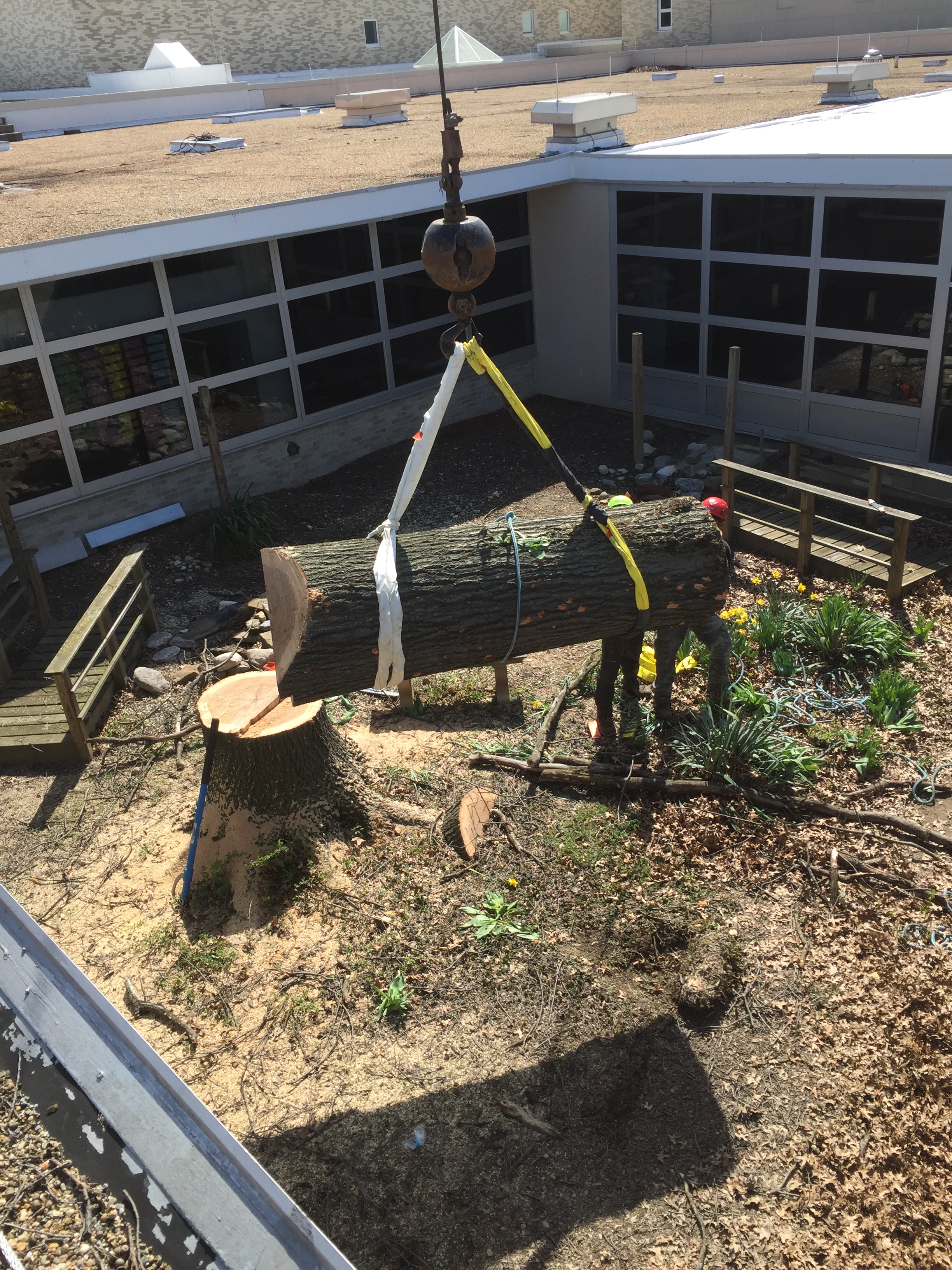 Tree Services